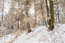 Winter im Wald