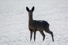 Das schwarze Rehe in Norddeutschland nicht allzu selten sind...