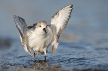 Siegerpose (Sanderling-Serie Bild 4/4)