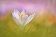 Crocus candidus