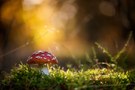 Waldspaziergang