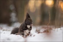 ~ winter in vienna ~