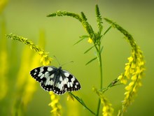 Melanargia galathea