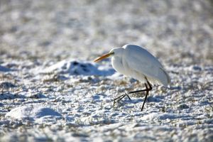 Schnee von vorgestern...