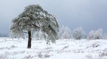 Winterkiefer mit "Pilzhut"