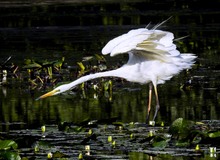 Silberreiher beim Fischen