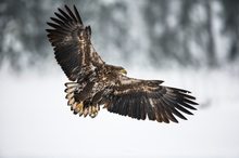 Seeadler