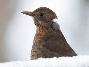 Amsel Dame im Schnee