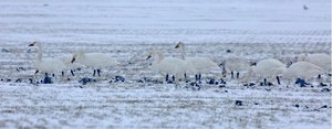 Für Pascale:Im Schneetreiben....