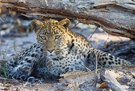 Leopardin bei der Jagd