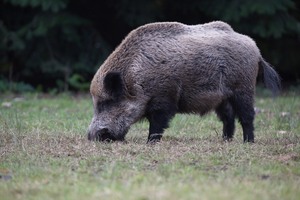 Wildschwein