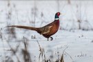 Jagdfasan im Schnee