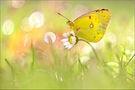 Colias cf. alfacariensis