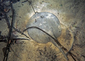 Süßwasserstechrochen (Potamotrygonidae)