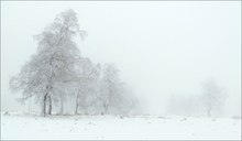 Bäume im Winter