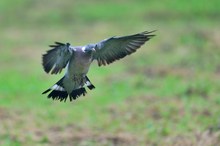 Ringeltaube (columba palumbus)