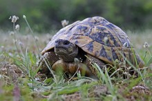 Griechische Landschildkröte