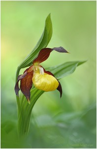 Cypripedium calceolus