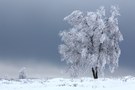 Der Winterbaum im Venn 1
