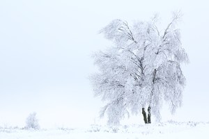 Der Winterbaum im Venn 2