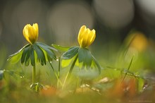 Vorboten des Frühlings