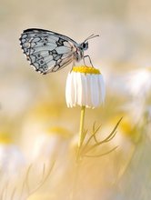 Melanargia galathea