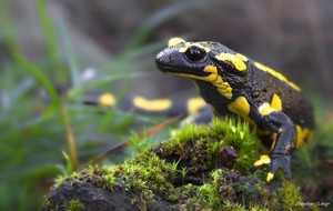 Feuersalamander