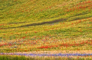 Als der Sommer Flagge zeigte