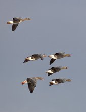 Im Gleitflug, vor der Landung...