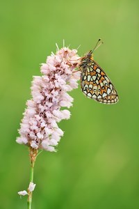 Randring-Perlmutterfalter (Boloria eunomia)