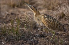 Dommel im Wind