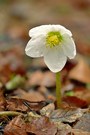Schneerose im Morgentau