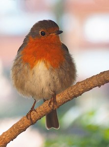 Rotkehlchen Frontal