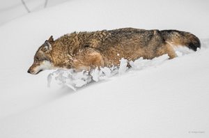 Wolf - NP Bayerischer Wald Tierfreigelände Neuschönau