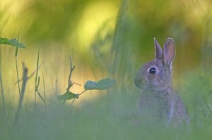 Wildkaninchen