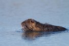 Nutria