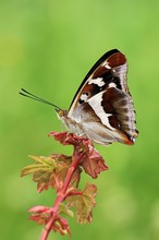 Großer Schillerfalter (Apatura iris)