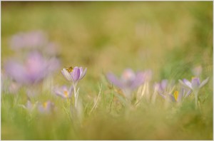 Ein Hauch von Frühling