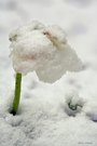 Die Schneerose