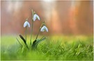 Galanthus mit Makrolinse