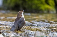 Singende Wasseramsel