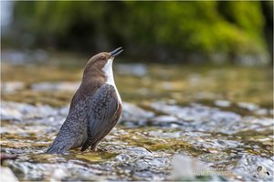 Singende Wasseramsel