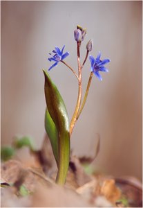 Eifach ein Blaustern,