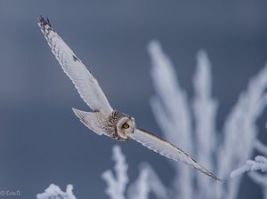 (K)eine Schneeeule