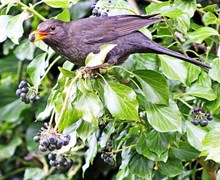 Amsel beim fressen