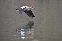 Nilgans im Landeanflug