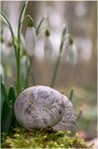 Stillleben - Helix pomatia