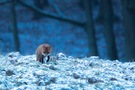 Winterfuchs