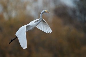 Silberreiher im Flug