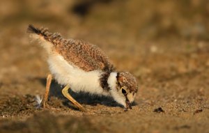 Flussregenpeifer: Den Kopf in den Sand stecken....